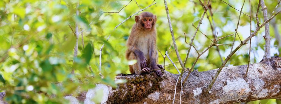 Sundarbans - One Day Weekend Trip from Kolkata - Bharat Taxi Blog